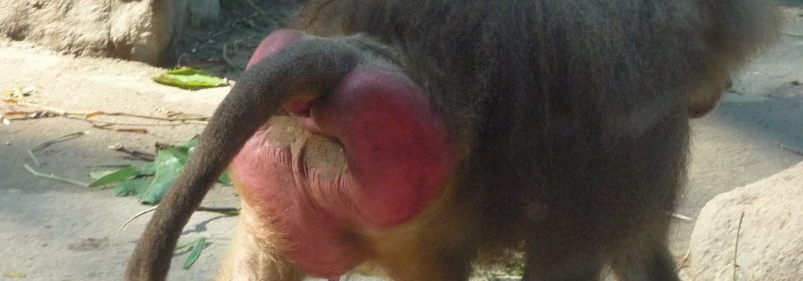 baboon-red-buttocks fist-fucking
